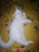 Persiyan male kitten